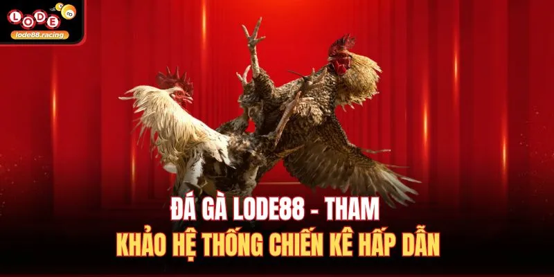 Đá gà Lode88 - Tham khảo hệ thống chiến kê hấp dẫn